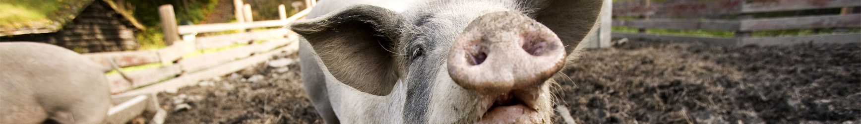 En jordig gris som tittar upp efter att ha bökat i jorden.